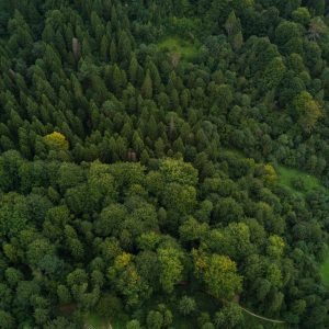 carpathian mountain forest from above aerial view